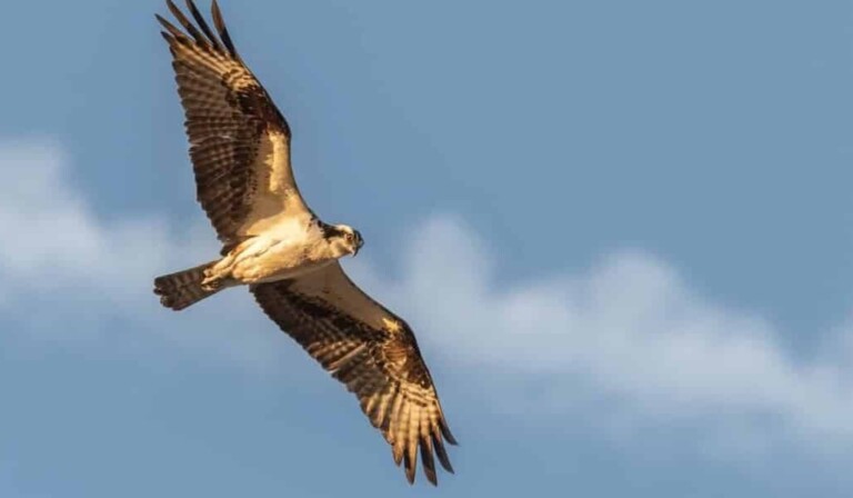 Dream falcon - dream meaning falcon
