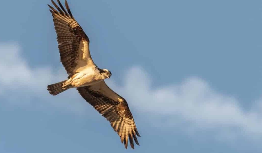 Dream falcon - dream meaning falcon