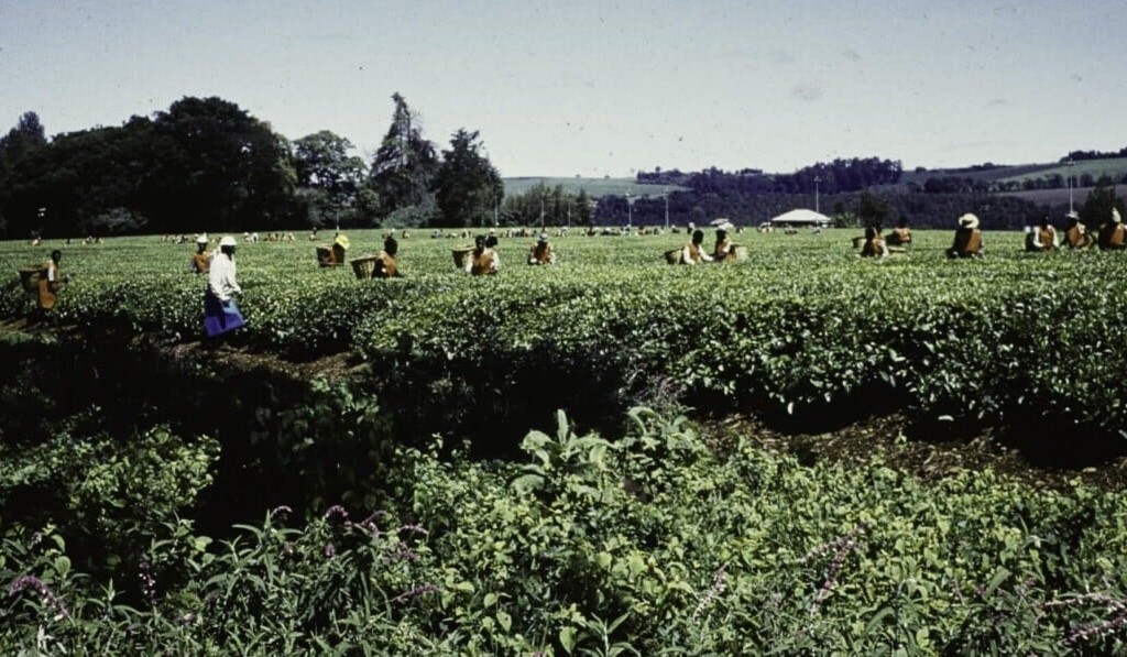 Dream farm workers - dream meaning farm workers