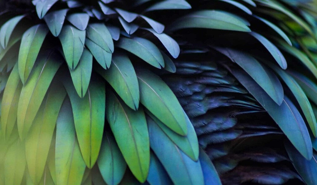 Dream feather - dream meaning feather