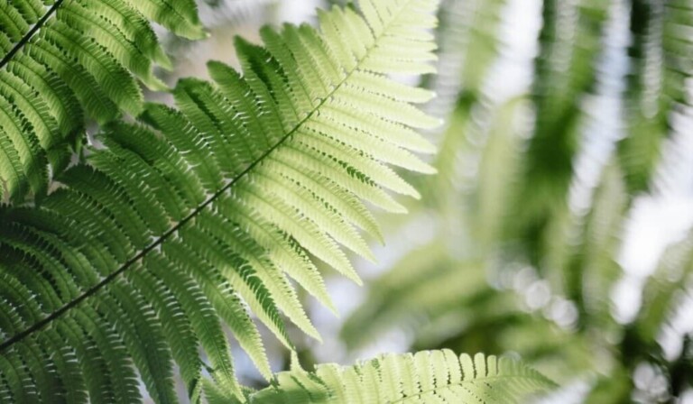 Dream ferns - dream meaning ferns