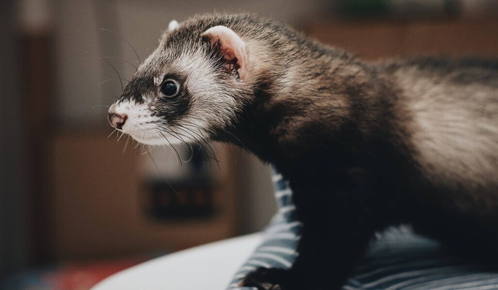 Dream ferret - dream meaning ferret