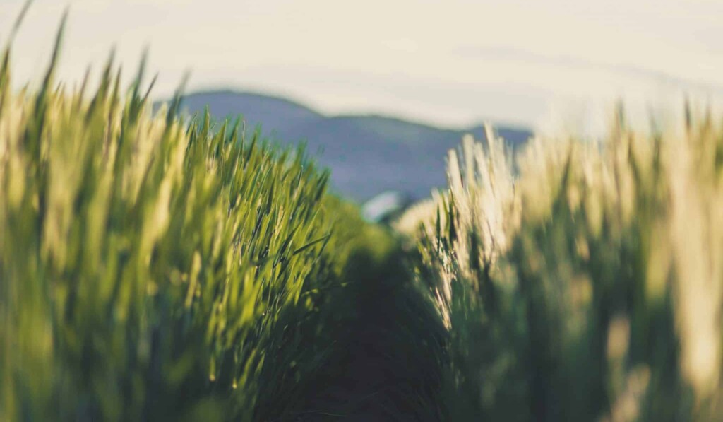 Dream fields - dream meaning fields
