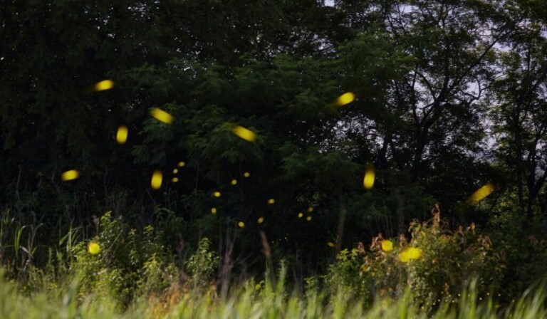 Dream fireflies - dream meaning fireflies