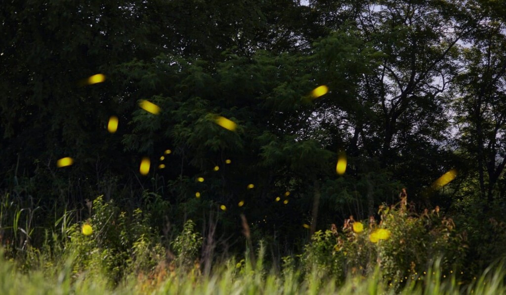 Dream fireflies - dream meaning fireflies