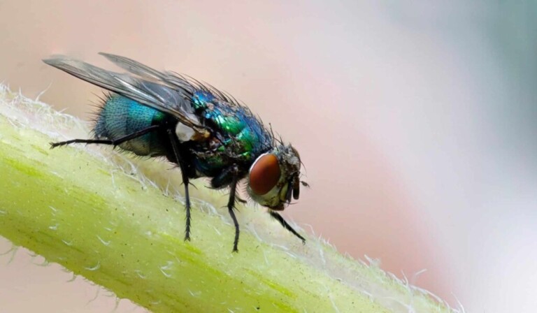 Dream flies - dream meaning flies