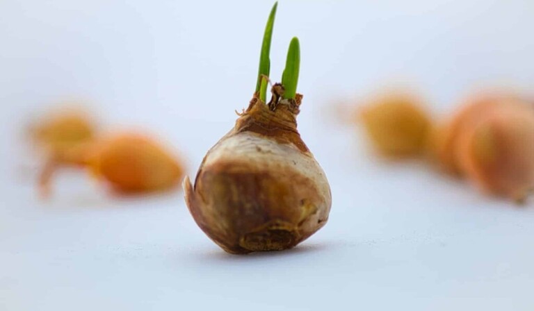 Dream flower bulbs - dream meaning flower bulbs