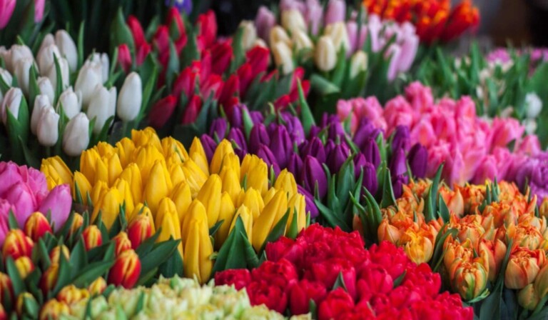 Dream flowers - dream meaning flowers