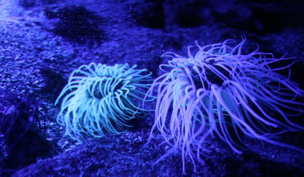 Dream fluorescent - dream meaning fluorescent
