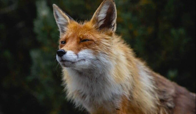 Dream fox - dream meaning fox