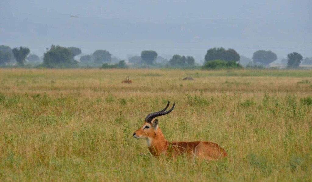 Dream gazelle - dream meaning gazelle