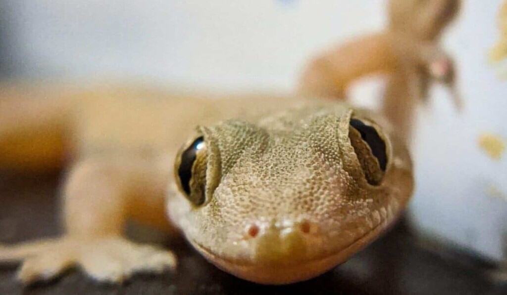 Dream gecko - dream meaning gecko