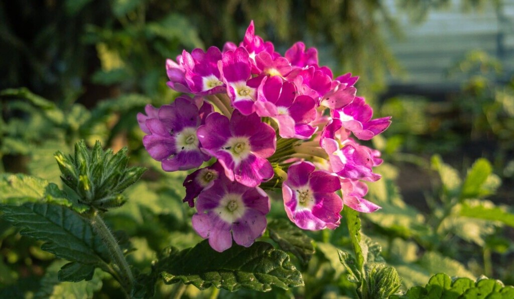 Dream geranium - dream meaning geranium