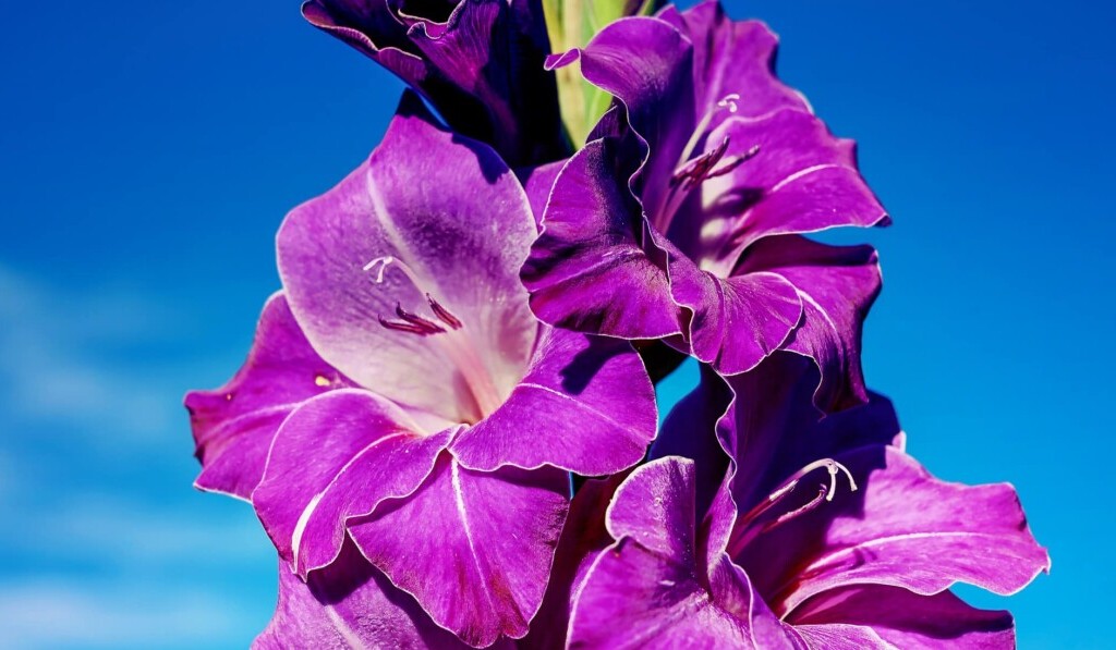 Dream gladioli - dream meaning gladioli