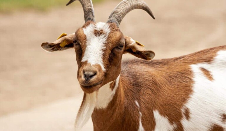 Dream goat - dream meaning goat
