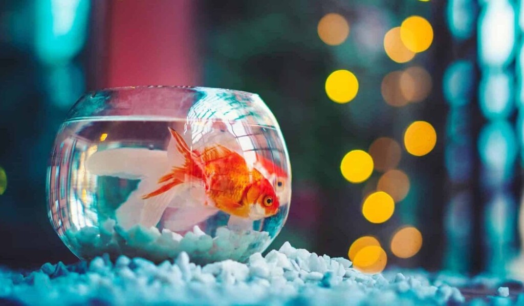 Dream goldfish - dream meaning goldfish