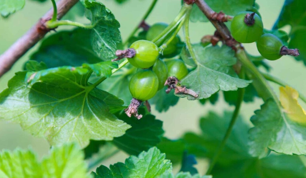 Dream gooseberries - dream meaning gooseberries