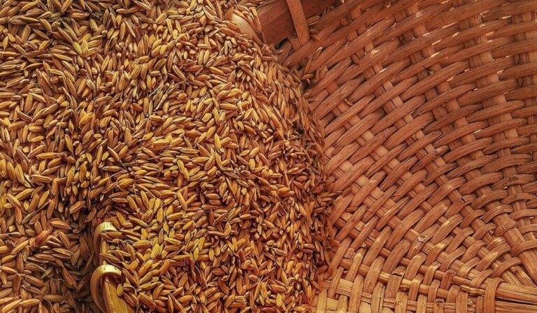 Dream grain - dream meaning grain