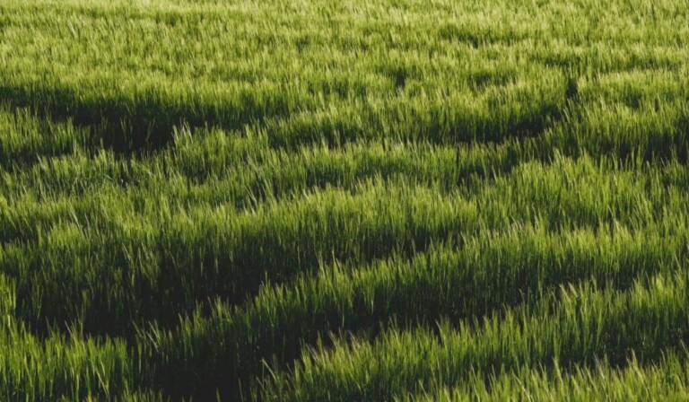 Dream grass - dream meaning grass