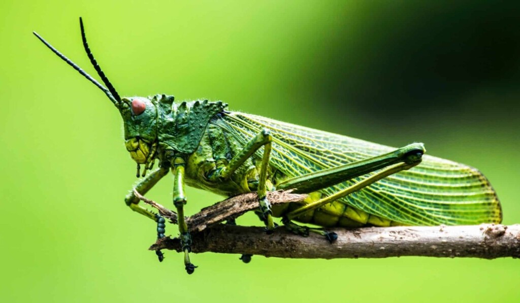 Dream grasshopper - dream meaning grasshopper