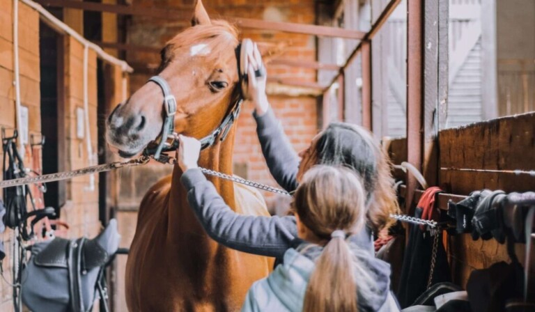 Dream grooming a horse - dream meaning grooming a horse