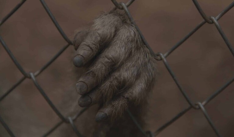 Dream hairy hands - dream meaning hairy hands