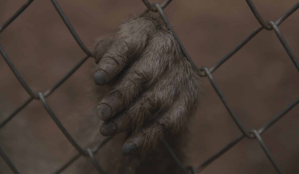Dream hairy hands - dream meaning hairy hands
