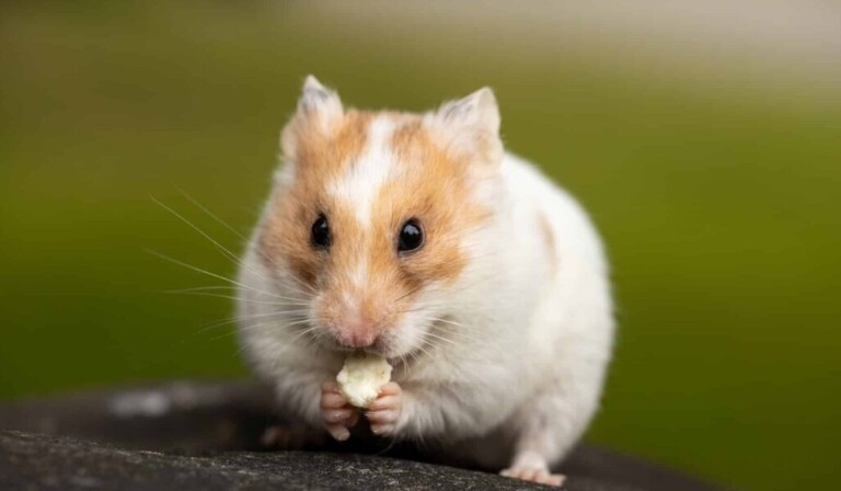 Dream hamster - dream meaning hamster