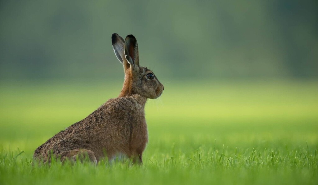 Dream hare - dream meaning hare