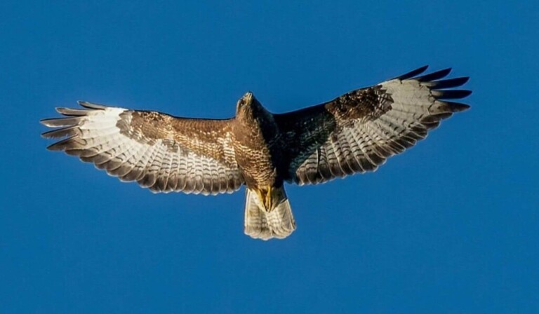 Dream hawk - dream meaning hawk