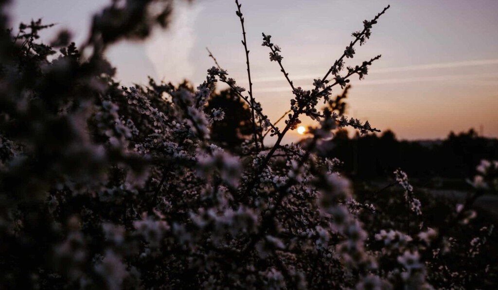 Dream hawthorn - dream meaning hawthorn