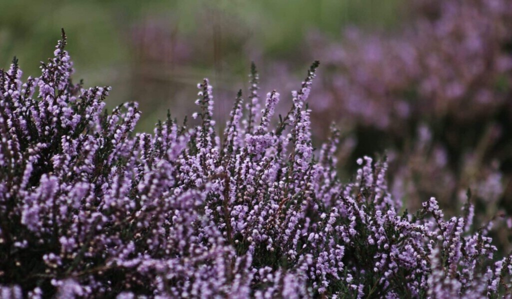 Dream heath or moor - dream meaning heath or moor