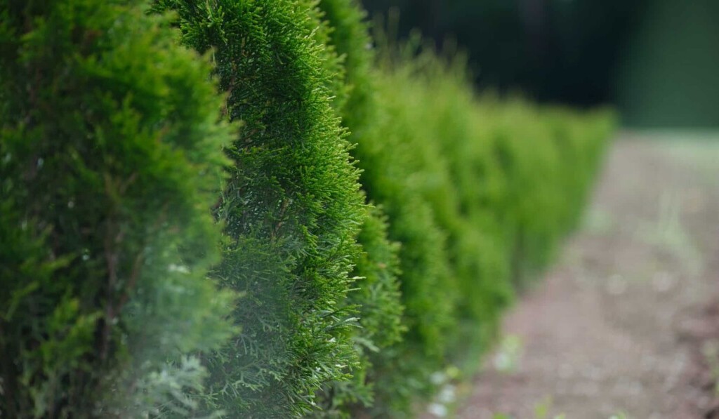 Dream hedge - dream meaning hedge