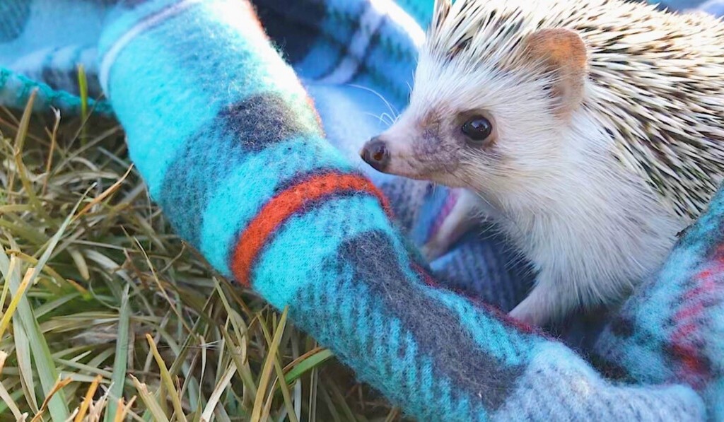 Dream hedgehog - dream meaning hedgehog