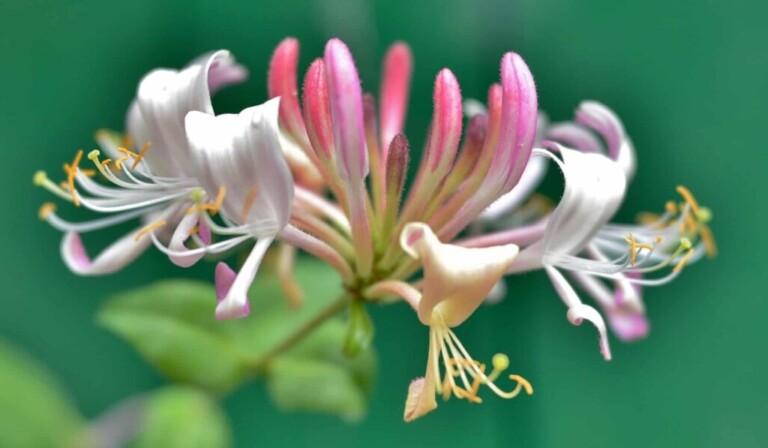 Dream honeysuckle - dream meaning honeysuckle