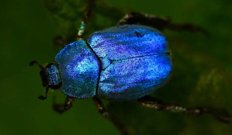 Dream insects or critters - dream meaning insects or critters