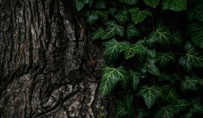 Dream ivy - dream meaning ivy