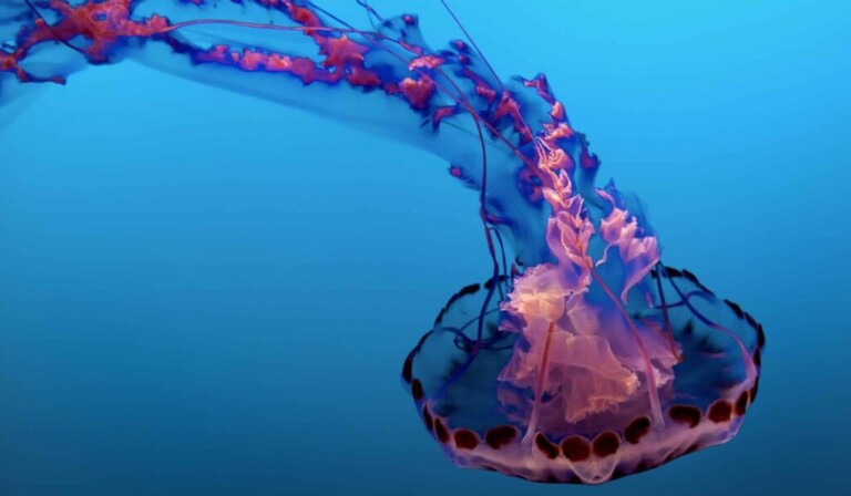 Dream jellyfish - dream meaning jellyfish