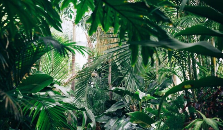 Dream jungle - dream meaning jungle