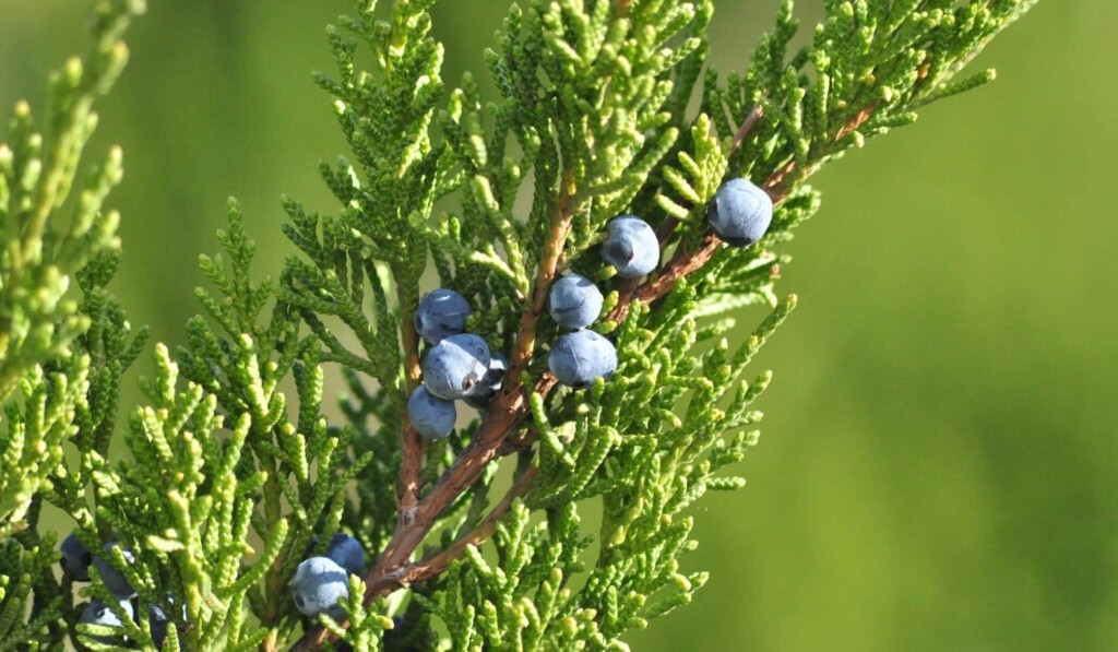 Dream juniper - dream meaning juniper