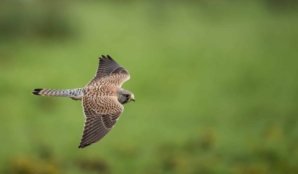 Dream kestrel - dream meaning kestrel