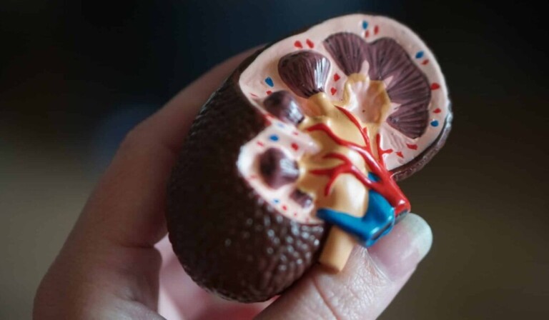 Dream kidneys - dream meaning kidneys