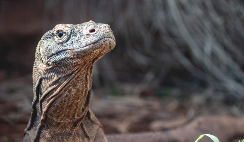 Dream komodo dragon - dream meaning komodo dragon