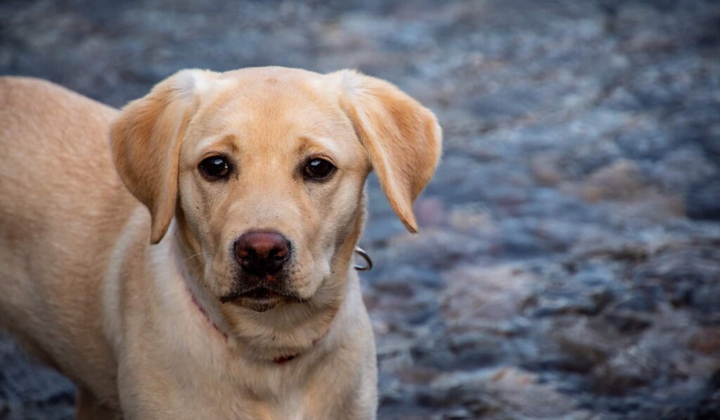 Dream labrador - dream meaning labrador