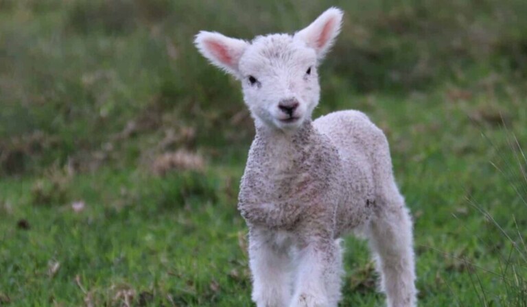 Dream lamb or lamb - dream meaning lamb or lamb
