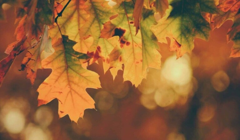 Dream leaves - dream meaning leaves