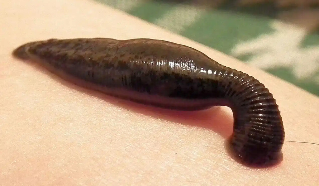 leeches