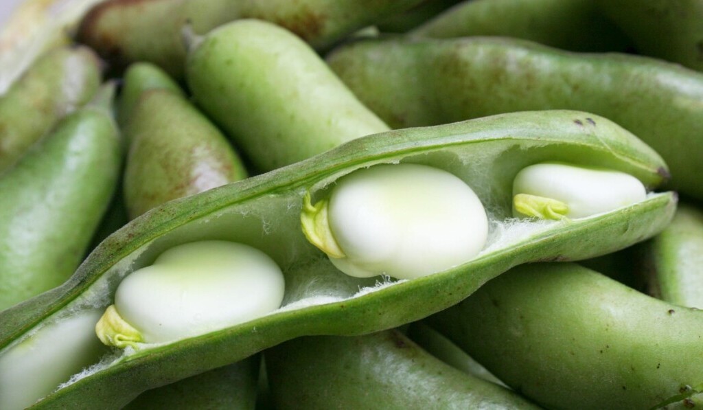 Dream legumes - dream meaning legumes