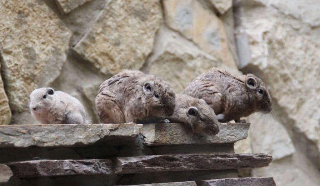 Dream lemming - dream meaning lemming