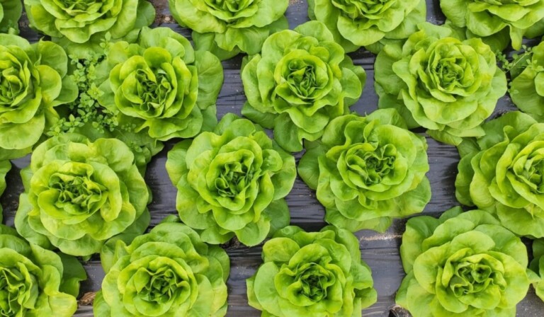 Dream lettuce (vegetable) - dream meaning lettuce (vegetable)